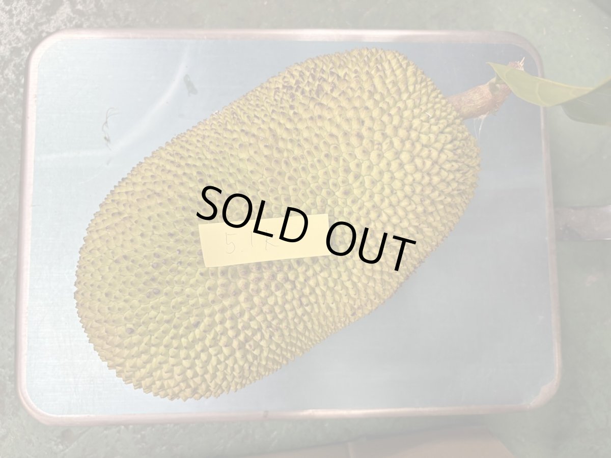 画像1: ジャックフルーツ☆パラミツ☆　約4.5〜5kg前後　※クレーム無しでお願いします。数量限定 (1)