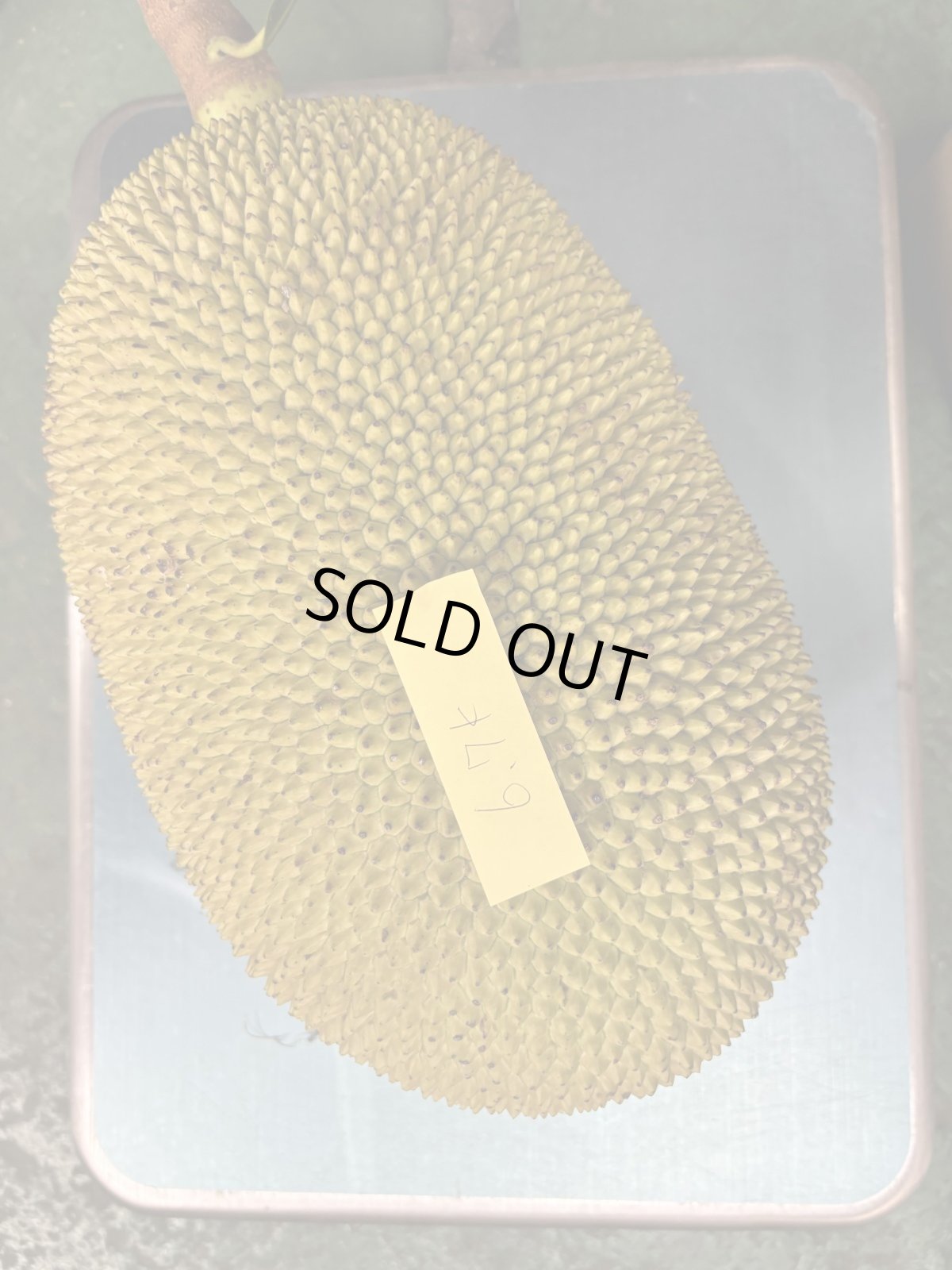 画像3: ジャックフルーツ☆パラミツ☆　約4.5〜5kg前後　※クレーム無しでお願いします。数量限定 (3)