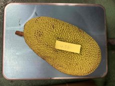 画像2: ジャックフルーツ☆パラミツ☆　約4.5〜5kg前後　※クレーム無しでお願いします。数量限定 (2)