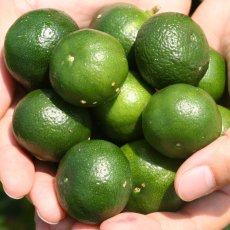 画像1: 沖縄特産　シークワーサー２kg　ノビレチンたっぷり  (1)