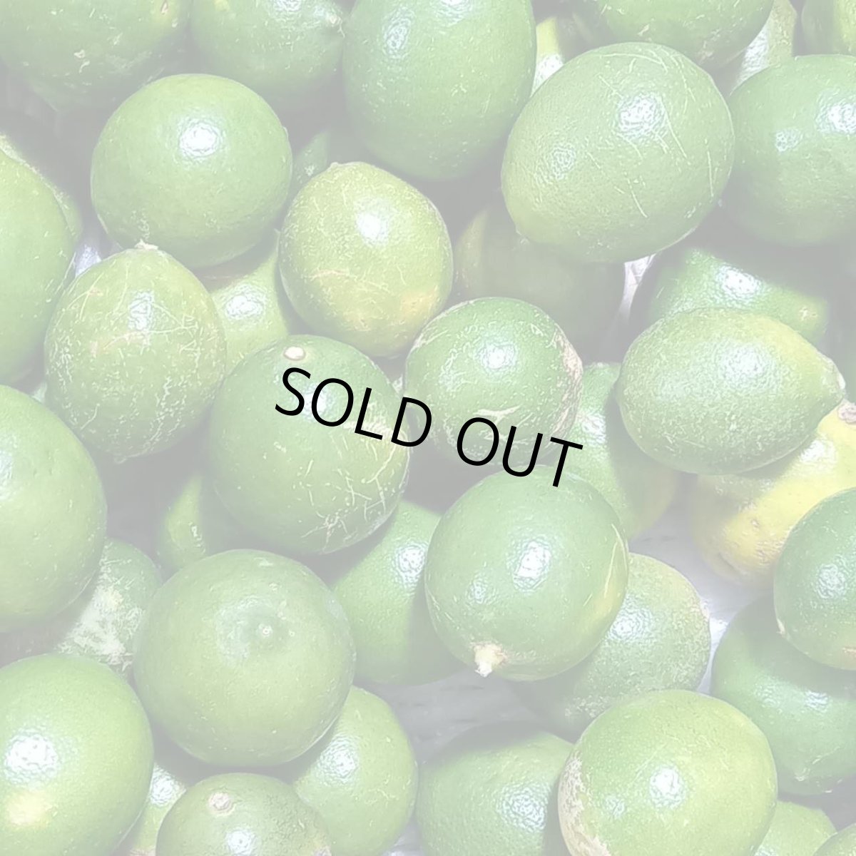 画像3: マイヤーレモン　約 5kg  沖縄県産　大容量がお得！ (3)