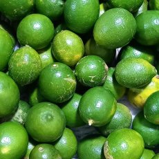 画像3: マイヤーレモン　約 1kg  沖縄県産　 (3)