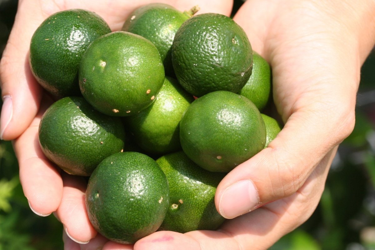 画像2: シークワーサーセット　 (2)