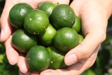 画像2: シークワーサーセット　 (2)