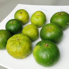 画像1: 秋の味覚食べ比べ3点セット［各種 個別発送：カーブチー／オートー／タルガヨー］各２kg　【送料込み】 (1)