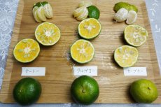 画像3: 秋の味覚食べ比べ3点セット［各種 個別発送：カーブチー／オートー／タルガヨー］各２kg　【送料込み】 (3)