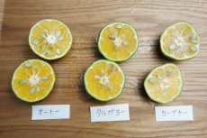 画像2: 秋の味覚食べ比べ3点セット［各種 個別発送：カーブチー／オートー／タルガヨー］各２kg　【送料込み】 (2)