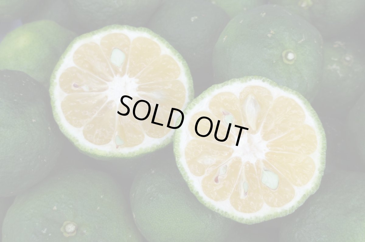 画像4: 今だけ!!!「カーブチー1kg」「タルガヨー1kg」食べ比べセット (4)