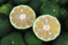 画像4: 今だけ!!!「カーブチー1kg」「タルガヨー1kg」食べ比べセット (4)