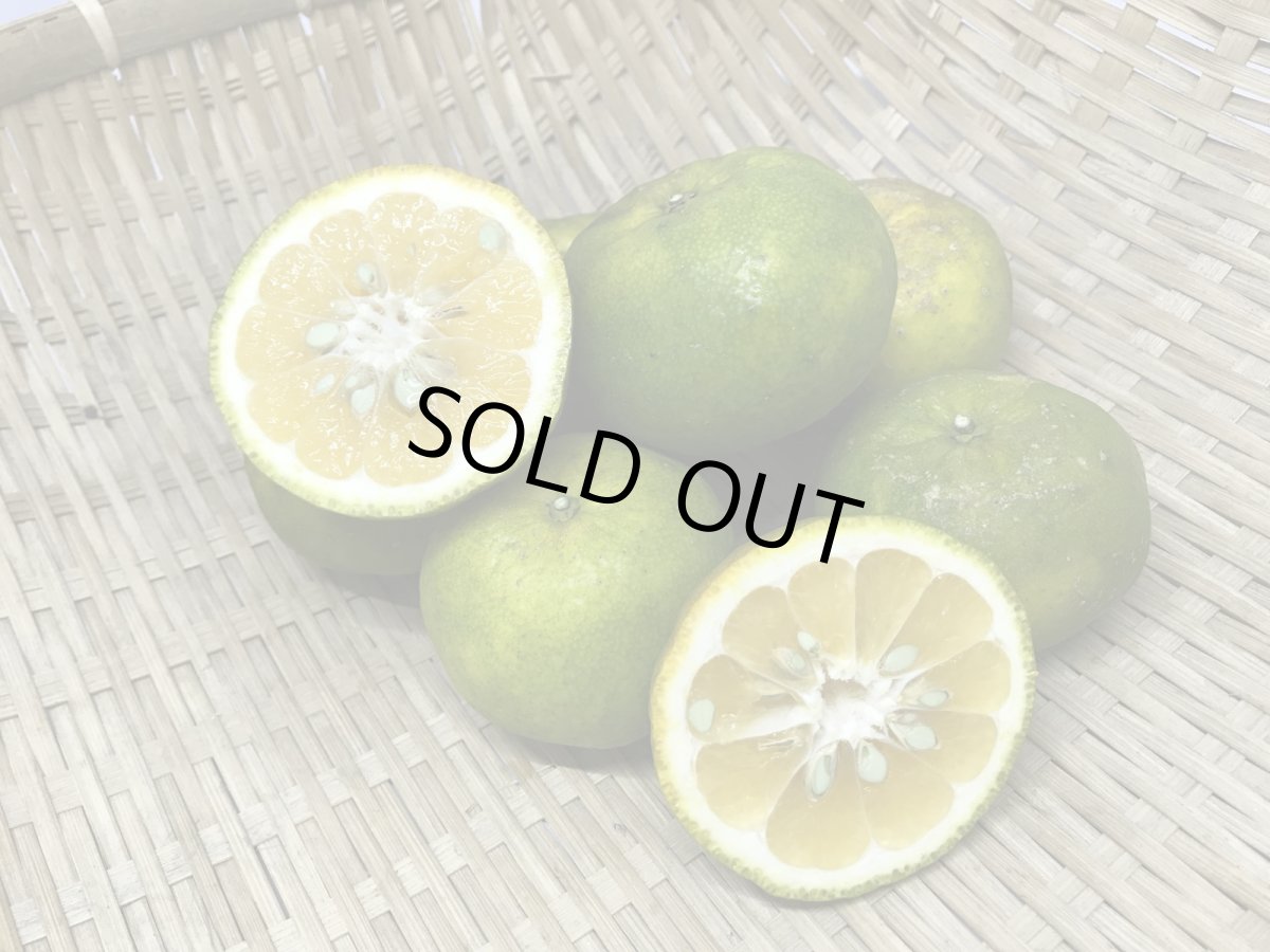 画像5: 今だけ!!!「カーブチー1kg」「タルガヨー1kg」食べ比べセット (5)