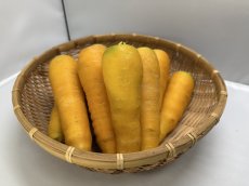 画像1: 沖縄産　香りまろやかな　黄色い　金美人参（１０ｋｇ）大きさバラつきあり (1)