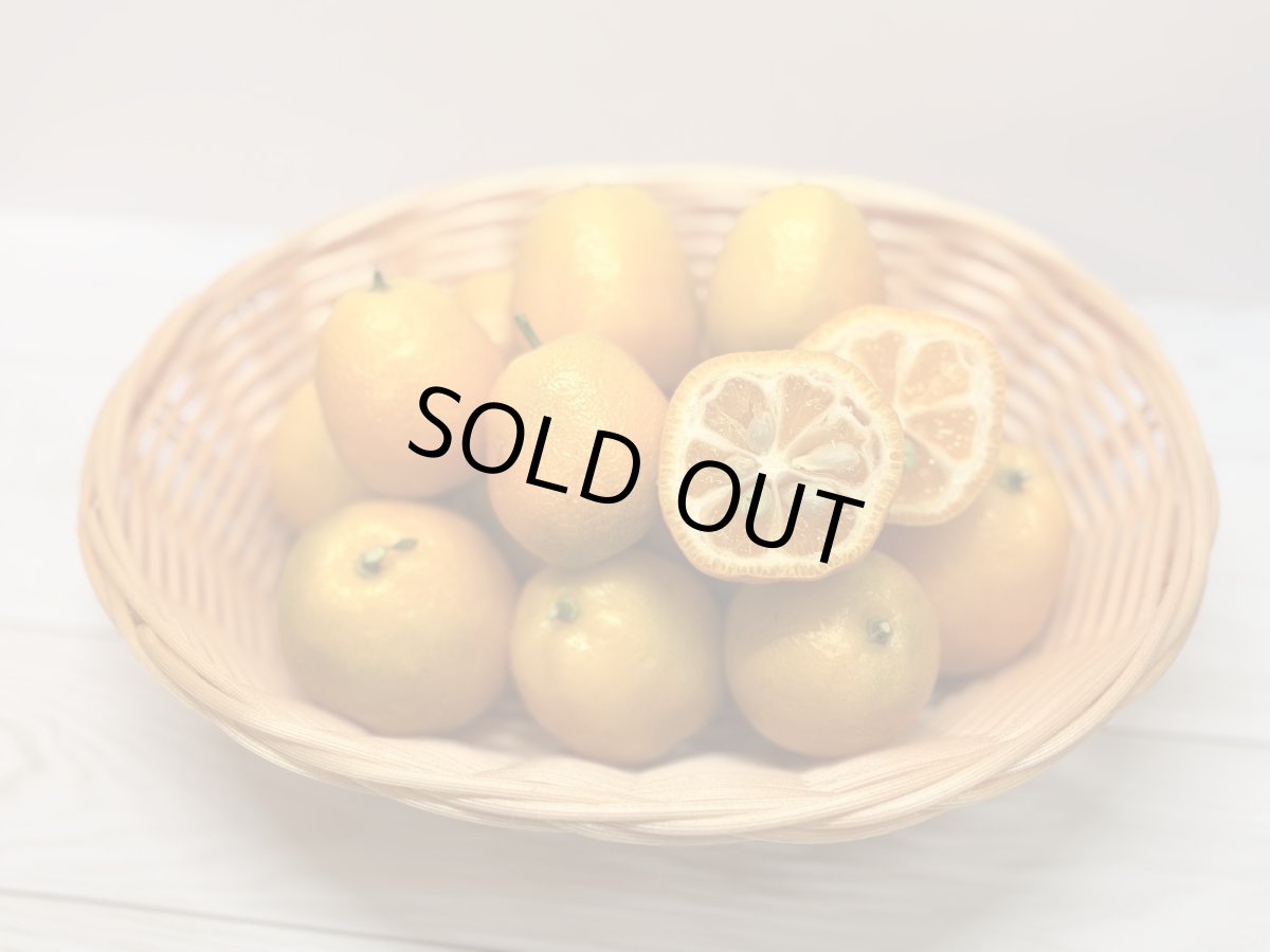 画像3: 沖縄県産　ころころ金柑（キンカン）　1kg　秋の味覚　加工用におすすめ！【大玉サイズ】数量限定 (3)