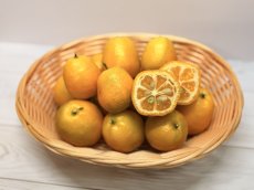 画像3: 沖縄県産　ころころ金柑（キンカン）　1kg　秋の味覚　加工用におすすめ！【大玉サイズ】数量限定 (3)