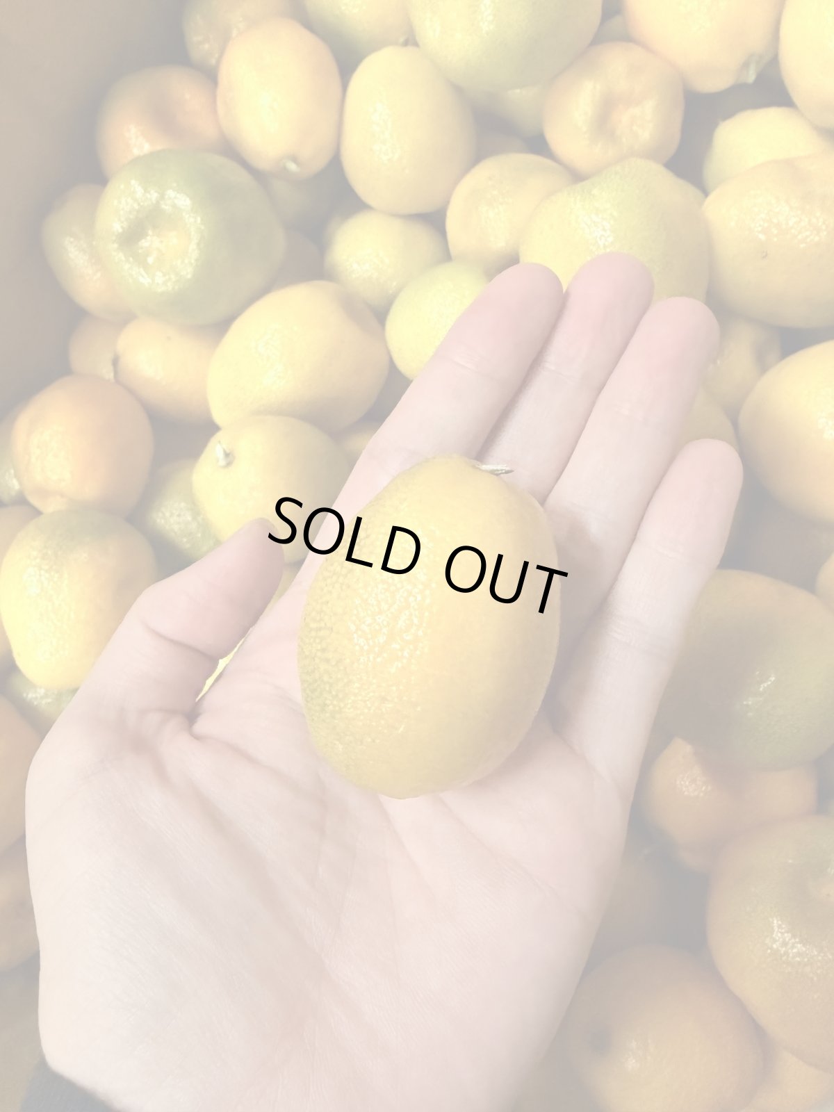 画像2: 沖縄県産　ころころ金柑（キンカン）　1kg　秋の味覚　加工用におすすめ！【大玉サイズ】数量限定 (2)