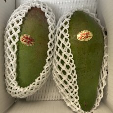 画像1: 【希少種】金煌（キンコウ）マンゴー約1.7kg（2玉入/大玉）数量限定 (1)