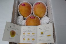 画像2: 夏小紅マンゴー　 約2kg (４〜６玉)　数量限定 (2)
