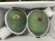 画像2: ☆秀品☆ キーツマンゴー 大玉 約2ｋg（2〜3玉入り）贈り物用　常温発送　追熟が必要です。 (2)