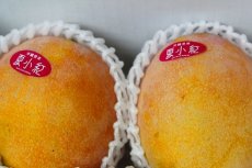 画像3: 夏小紅マンゴー　 約1kg (2玉入り)　数量限定 (3)