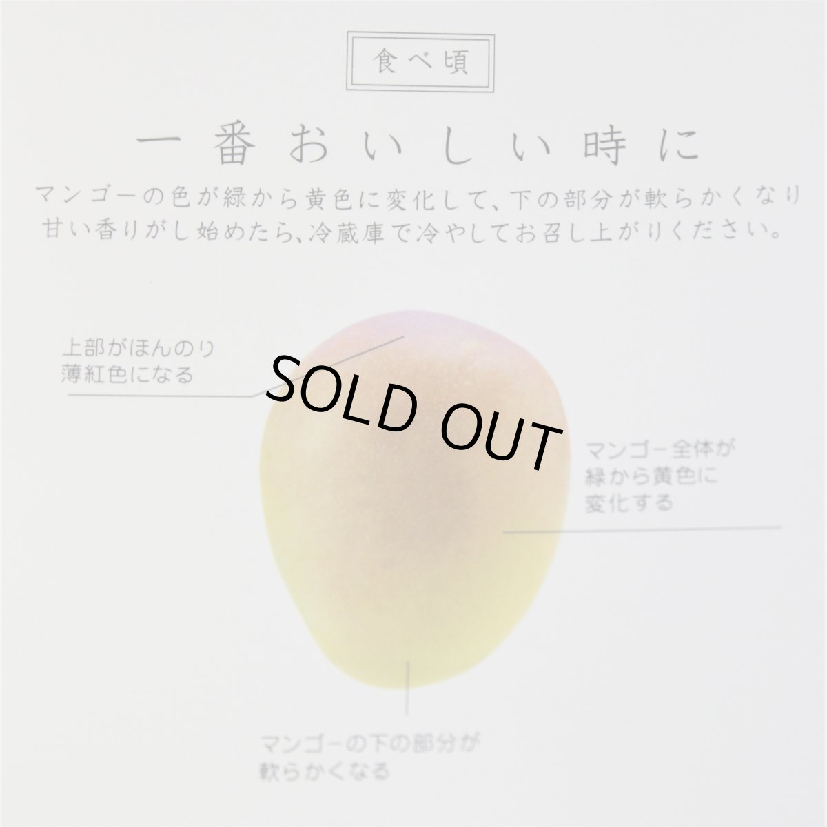 画像4: 夏小紅マンゴー　 約1kg (2玉入り)　数量限定 (4)