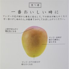 画像4: 夏小紅マンゴー　 約1kg (2玉入り)　数量限定 (4)