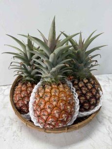 画像1: 宮古島産☆藤原さんのピーチパイン 約１ｋｇ（2玉入り）白い果肉とジューシーな果汁が香る南国の味　農薬不使用 (1)