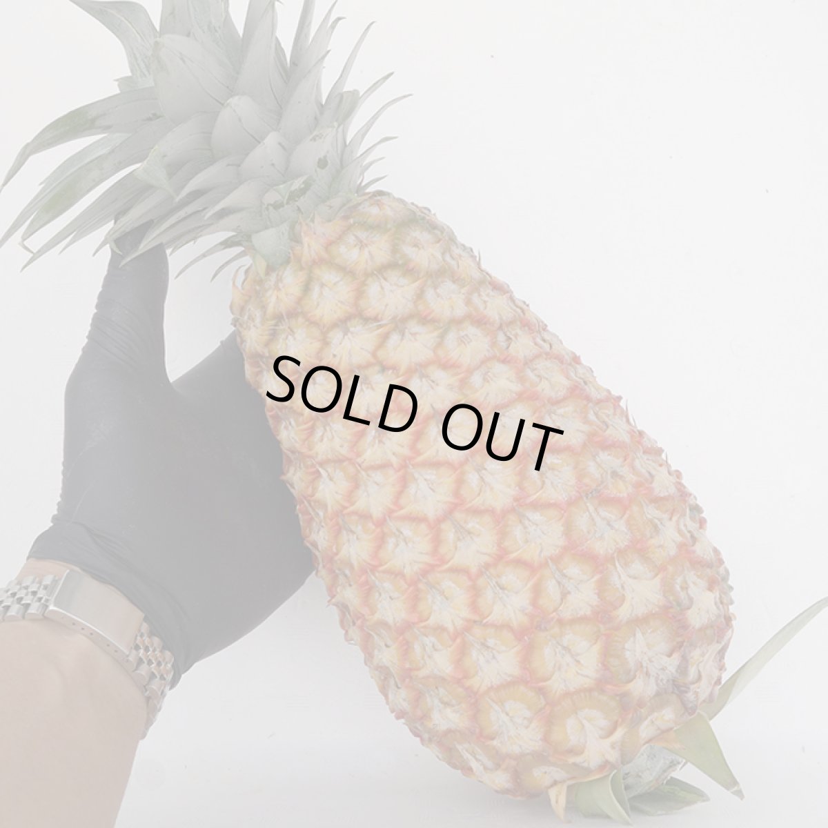 画像1: 沖縄県産 サンドルチェパイン ２ｋｇ（２〜４玉）7月中旬〜発送開始 (1)