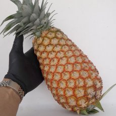 画像1: 沖縄県産 サンドルチェパイン ２ｋｇ（２〜４玉）7月中旬〜発送開始 (1)