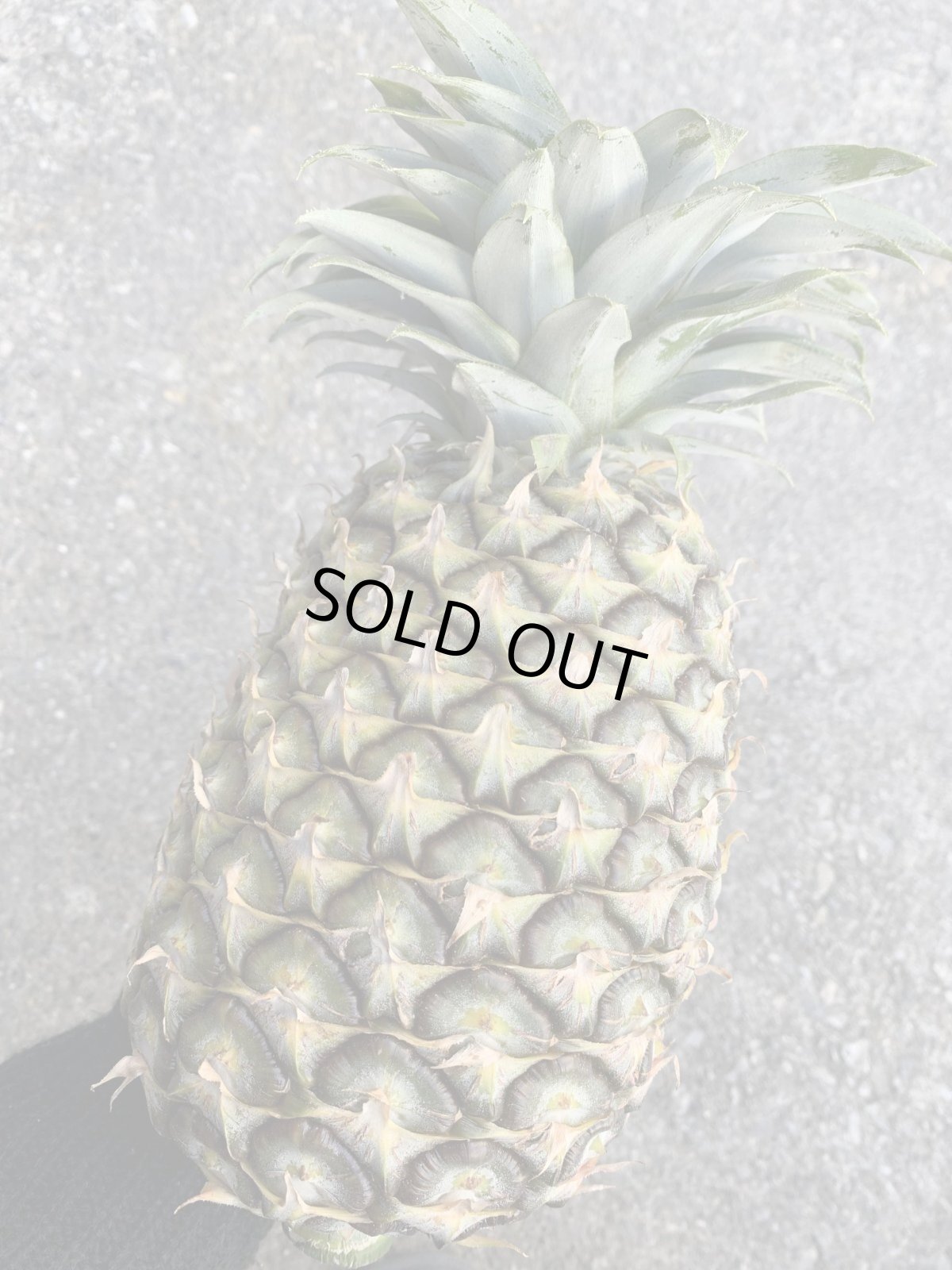 画像1: 沖縄県産　島パイン  (ハワイ種)　 約1kg前後　5玉　計5kg　６月頃〜発送開始 (1)