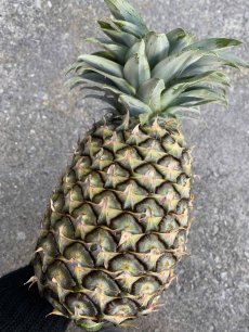 画像1: 沖縄県産　島パイン  (ハワイ種)　 約1kg前後　5玉　計5kg　６月頃〜発送開始 (1)