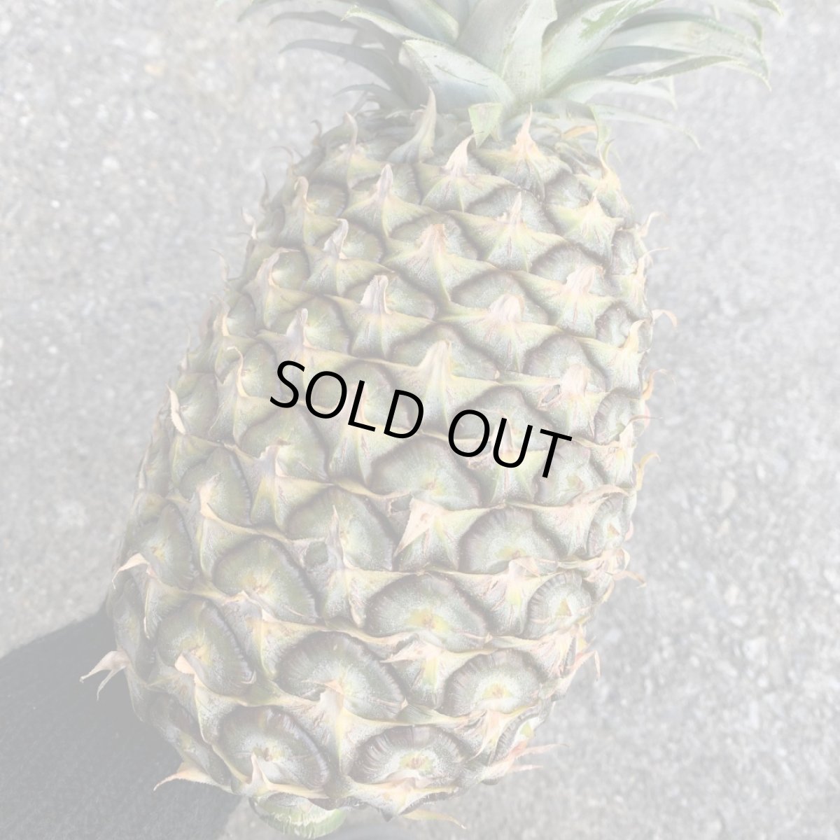 画像1: 沖縄県産　大玉 島パイン  (ハワイ種)　 １玉　約2kg 前後　６月頃〜発送開始 (1)