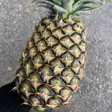 画像1: 沖縄県産　大玉 島パイン  (ハワイ種)　 １玉　約2kg 前後　６月頃〜発送開始 (1)