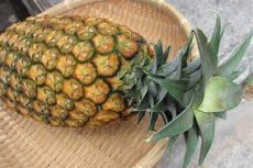 画像2: 沖縄県産 サンドルチェパイン ２ｋｇ（２〜４玉）7月中旬〜発送開始 (2)