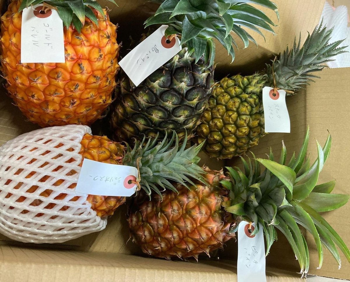 画像1: パイナップルおまかせ３品種食べ比べセット　計３玉入り (1)