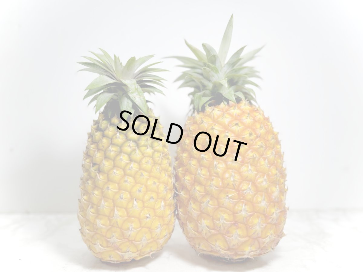 画像1: パイナップルの王様！沖縄県産　ゴールドバレル ２玉　（１玉600〜800g）　 順次発送 (1)