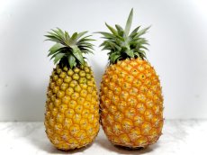画像1: パイナップルの王様！沖縄県産　ゴールドバレル ２玉　（１玉600〜800g）　 順次発送 (1)