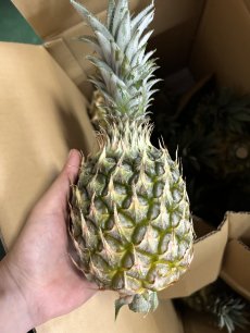 画像4: ＜旬の値下げ価格＞スナックパイン ９kg ボゴールパイン　１ケース　沖縄産 スナックパイン今が旬 (4)