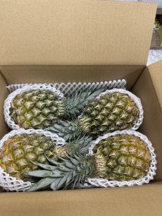 画像3: ＜旬の値下げ価格＞スナックパイン ９kg ボゴールパイン　１ケース　沖縄産 スナックパイン今が旬 (3)