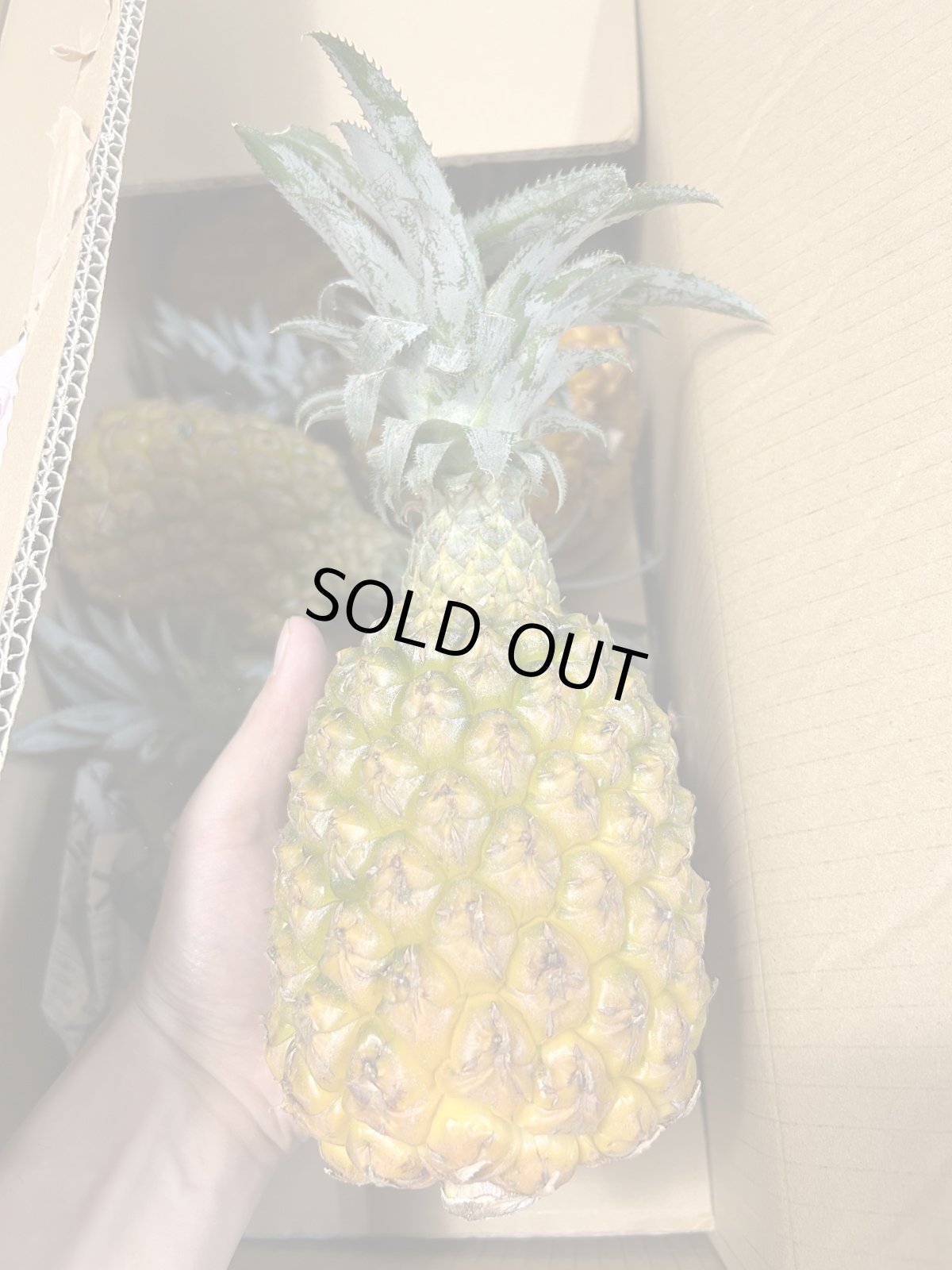 画像1: ＜旬の値下げ価格＞スナックパイン ９kg ボゴールパイン　１ケース　沖縄産 スナックパイン今が旬 (1)