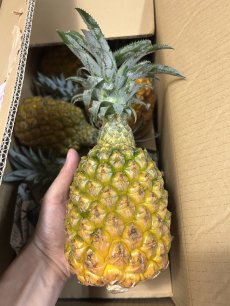 画像1: ＜旬の値下げ価格＞スナックパイン ９kg ボゴールパイン　１ケース　沖縄産 スナックパイン今が旬 (1)