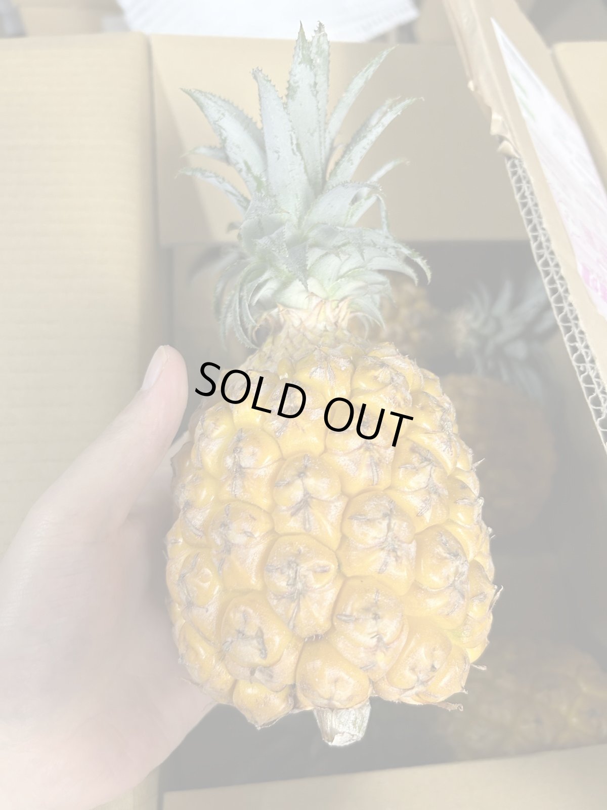 画像2: ＜旬の値下げ価格＞スナックパイン ９kg ボゴールパイン　１ケース　沖縄産 スナックパイン今が旬 (2)