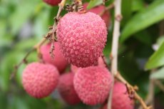 画像1: ☆ご予約開始☆生ライチ 1kg☆　 沖縄県産 フルーツ 果物 ライチ レイシ 　６月頃発送 (1)