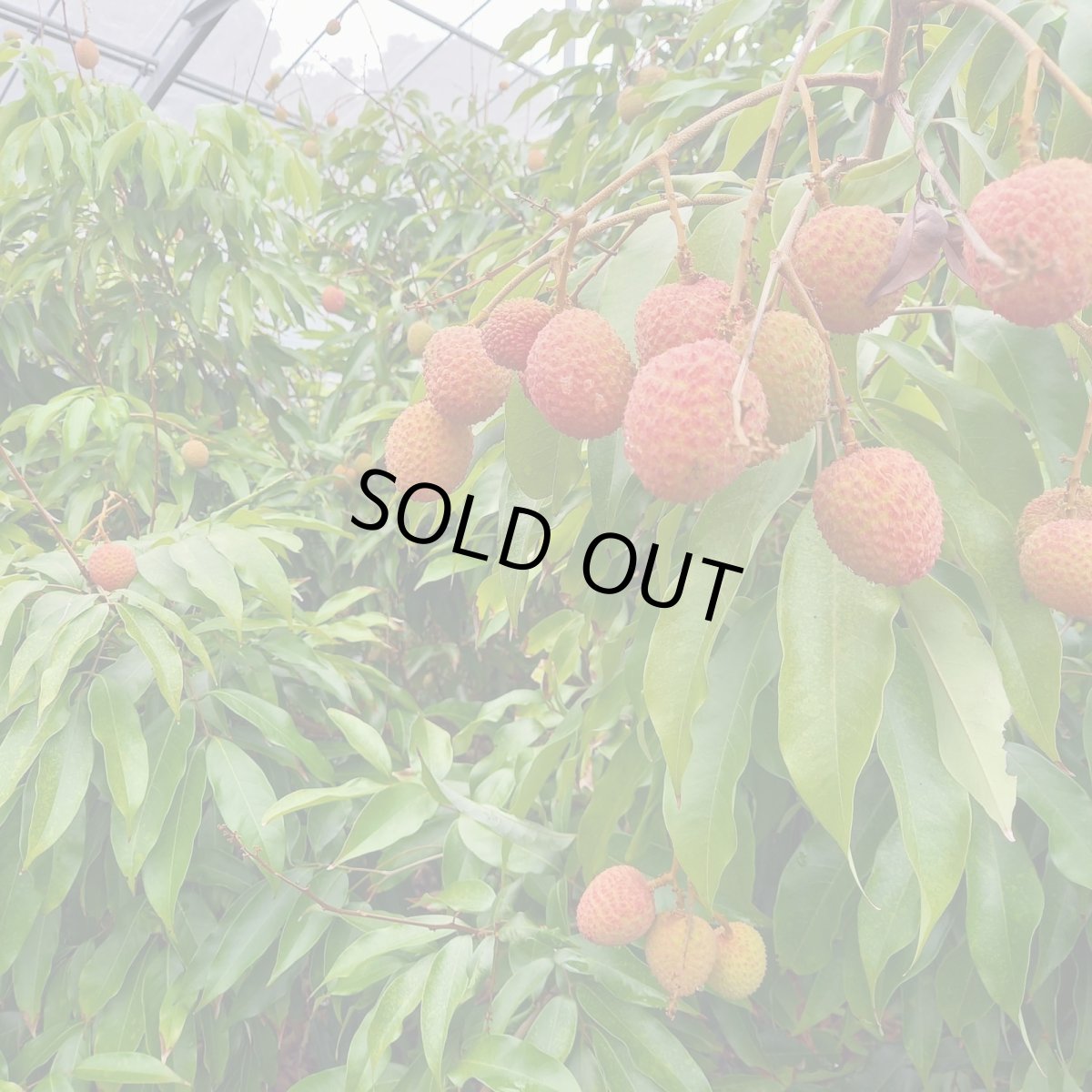 画像2: ☆ご予約開始☆生ライチ 1kg☆　 沖縄県産 フルーツ 果物 ライチ レイシ 　６月頃発送 (2)