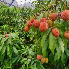 画像2: ☆ご予約開始☆生ライチ 1kg☆　 沖縄県産 フルーツ 果物 ライチ レイシ 　６月頃発送 (2)