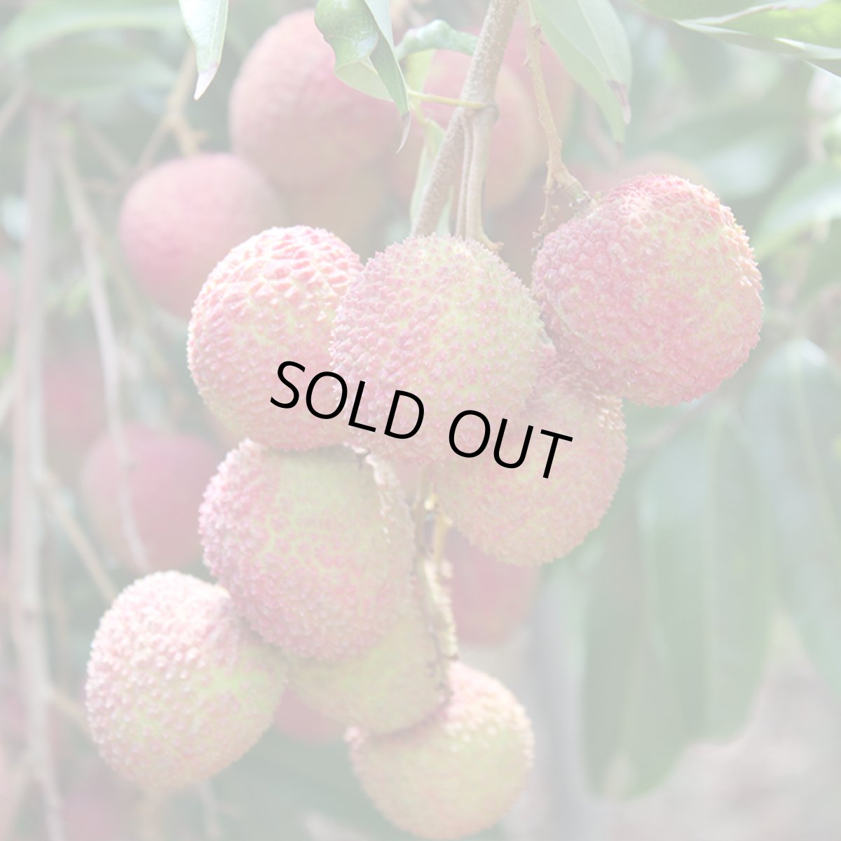 画像2: ☆ご予約開始☆生ライチ 1.5kg☆　 沖縄県産 フルーツ 果物 ライチ レイシ 　６月頃発送 (2)