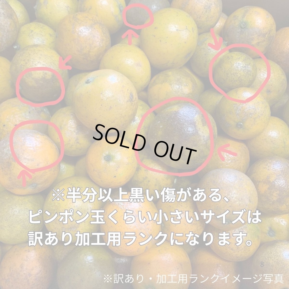 画像5: 【加工用格外品】伊佐さんのタンカン　5kg　2ｓ〜サイズバラ付き有　 (5)