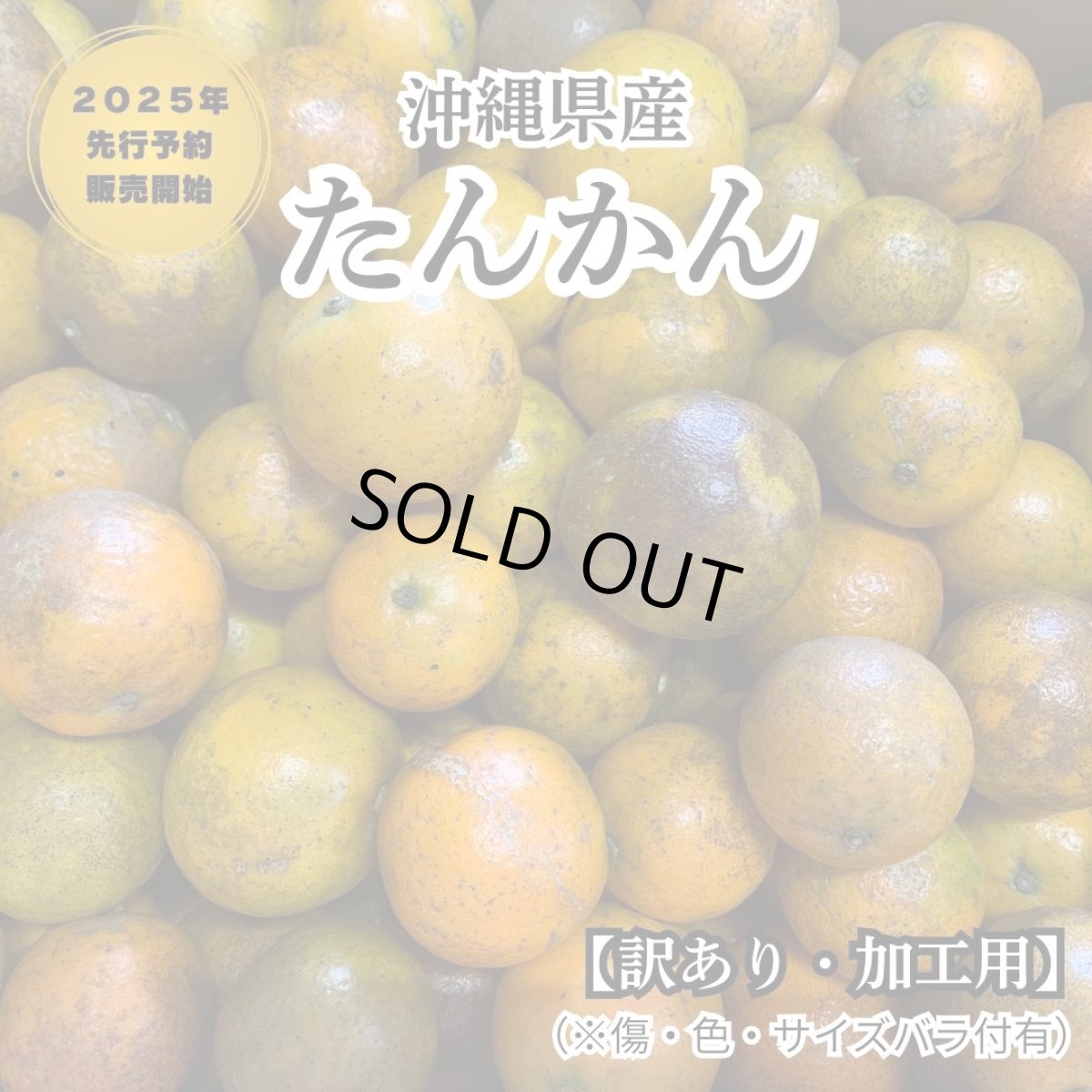 画像1: 【加工用格外品】伊佐さんのタンカン　5kg　2ｓ〜サイズバラ付き有　 (1)