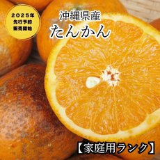 画像1: ☆先行予約☆沖縄県産タンカン　家庭用2ｋｇ詰め　サイズ指定なし　サイズバラ付きあり　傷あり (1)