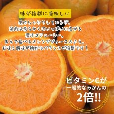 画像1: ☆先行予約☆沖縄県産タンカン　家庭用10ｋｇ詰め　サイズ指定なし　ばら付き有　傷あり (1)