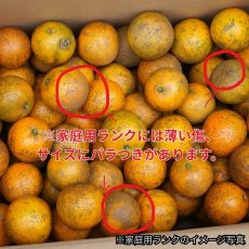 画像3: ☆先行予約☆沖縄県産タンカン　家庭用2ｋｇ詰め　サイズ指定なし　サイズバラ付きあり　傷あり (3)
