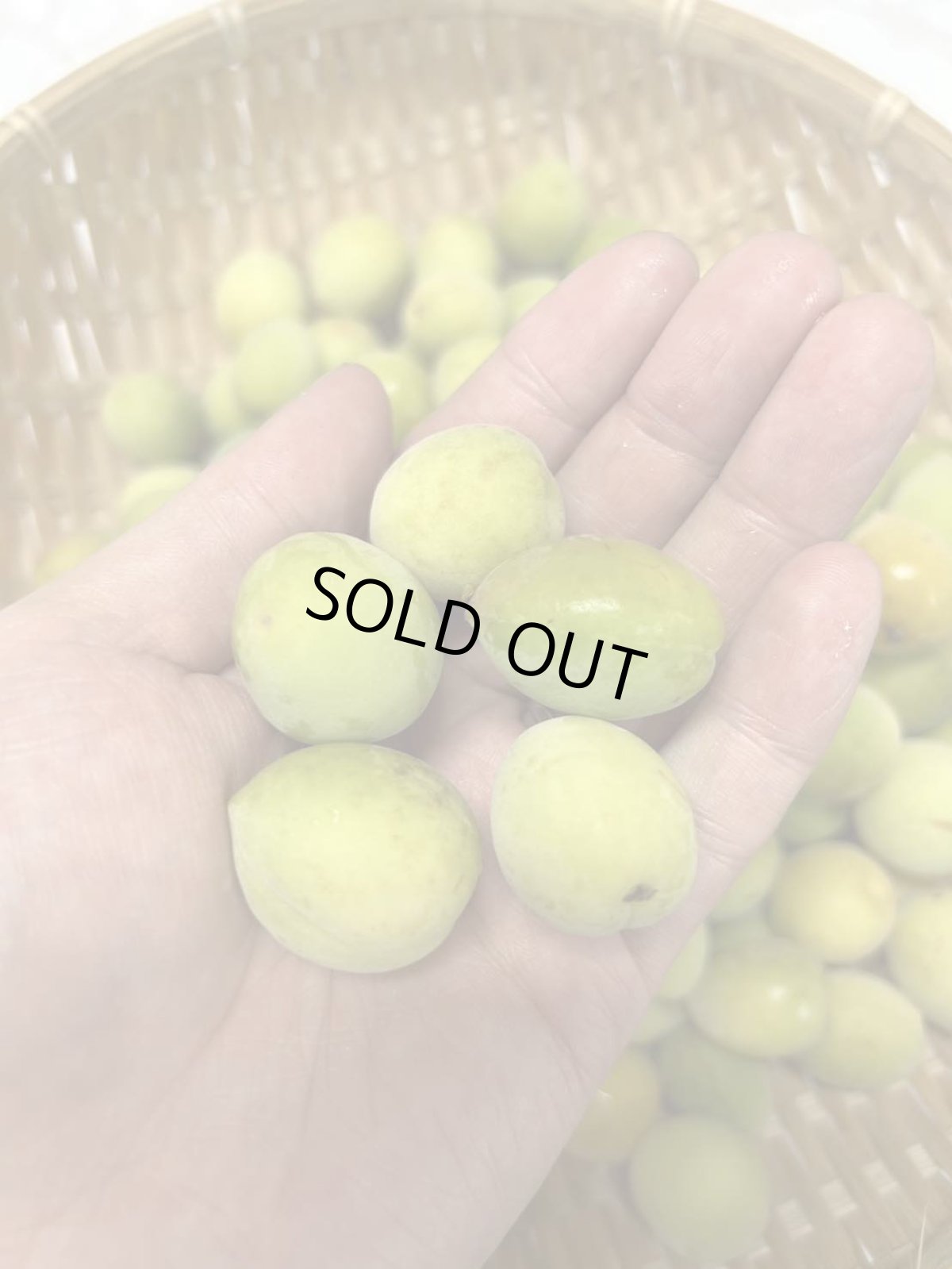 画像3: 沖縄県産 生梅 1kg　【数量限定】 (3)